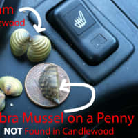 <p>Asian clams were found in Candlewood Lake this past weekend. They are similar in size to zebra mussels but have a different shape/coloring, and pattern.</p>
