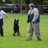 <p>Officer Murray puts his K-9 partner, Loki, through his paces on Ridgefield Safety Day.</p>