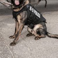 <p>A police dog wears a protective gear made by Armor Express and donated through Vested Interest in K9s, Inc., a Massachusetts-based nonprofit.</p>
