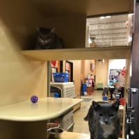 <p>One of the PetSmart cats up for adoption this weekend during a Valentine&#x27;s-themed event in Greenburgh.</p>