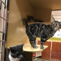 <p>Another one of the PetSmart cats up for adoption this weekend during a Valentine&#x27;s-themed event in Greenburgh.</p>