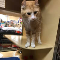 <p>Another one of the precious PetSmart cats up for adoption this weekend during a Valentine&#x27;s-themed event in Greenburgh.</p>
