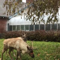 <p>Reindeer Sam and Jacob seem to be enjoying their temporary home at Beardsley Zoo in Bridgeport.</p>