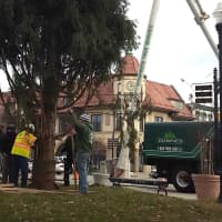 <p>Workers secure the tree after Downe&#x27;s Tree Service lowers it by crane.</p>