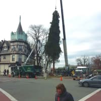 <p>A Dorchester Avenue family donated the Norway Spruce.</p>