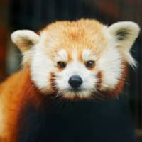 <p>Rochan the red panda is ready for his close-up at Beardsley Zoo.</p>