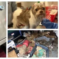 Duct-Taped Kitten Leads To Animal Hoarding Bust In Chester County: SPCA