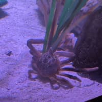 <p>A spider crab at SEA LIFE Aquarium New Jersey that will be named after the winning quarterback of Super Bowl LVIII.</p>