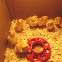 <p>These chicks hatched from eggs at Chappaqua Central School District.</p>