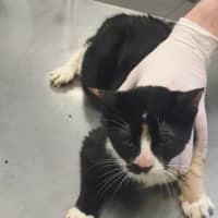 <p>A cat was found with litter in his intestines after being abandoned in a soon-to-be condemned building in Yonkers.</p>