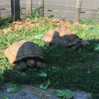 <p>Five spur thigh tortoises will be at the Beardsley Zoo until sometime this fall.</p>