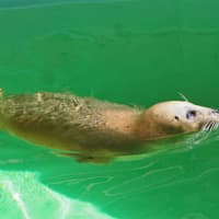 <p>Susie the Seal has been at the Maritime Aquarium at Norwalk since its opening.</p>