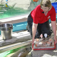 <p>Susie the Seal was a favorite of the staff and visitors at the Maritime Aquarium at Norwalk. She celebrates her birthday in May.</p>