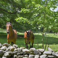 <p>With over nine-acres, horses are free to roam the property.</p>