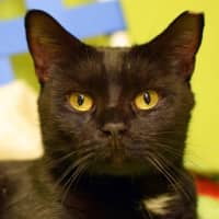 <p>Treasure (about 3) is a friendly and outgoing girl who also came to PAWS as a stray. Diagnosed (and is on an EOD medication) for &#x27;pillow foot&#x27;–a swelling of the paw pads–all she needs is her medication and a hypo-allergenic diet in a new home.</p>