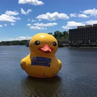 <p>Sunny the Duck is floating upright under sunny skies on the day of the Great Duck Race in Westport. Sunny is the mascot.</p>