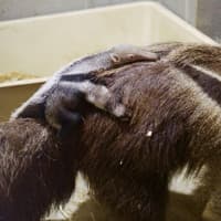 <p>A newborn Giant Anteater snuggles on mom&#x27;s back at the Beardsley Zoo in Bridgeport.</p>