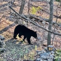 <p>A Pomona resident caught a photo of a teenaged black bear making the rounds in her backyard earlier this month.</p>