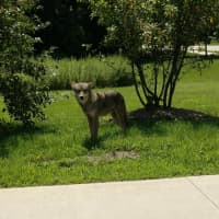 <p>This coyote was spotted in the middle of the day on Monday, July 31 in Montrose.</p>