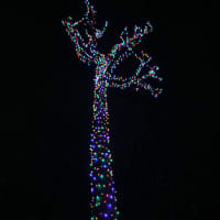 <p>Ardsley resident Sam Schunk climbs this tree each year in an effort to string holiday lights.</p>