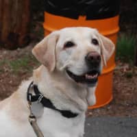 <p>K-9 Gibson recently passed away from a serious medical condition.</p>