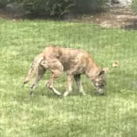 <p>Another coyote was spotted making the rounds in New Rochelle.</p>