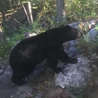 <p>There&#x27;s been another bear sighting in the Hudson Valley.</p>