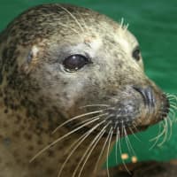 <p>See Rasal the seal at the Norwalk Maritime Aquarium.</p>