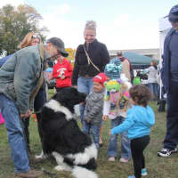 <p>Kids and adults will find plenty to enjoy during the annual South Orangetown Day on Saturday.</p>