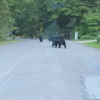 <p>Black bears in Rockland County blocked the road as a Rockland resident attempted to make his way to work.</p>