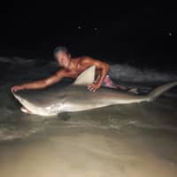 <p>A massive bull shark was caught off a Long Beach coast.</p>