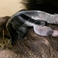 <p>The baby Giant Anteater stays on mom&#x27;s back for the first few weeks of life. This is the first Giant Anteater born at the Beardsley Zoo in Bridgeport.</p>