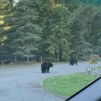 <p>There have been numerous black bear sightings in the Hudson Valley in recent weeks.</p>