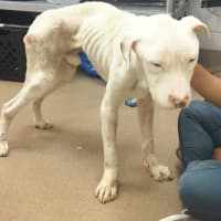 <p>A Mount Vernon man has been arrested on animal cruelty charges after multiple emaciated animals were found in his care.</p>
