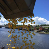<p>Nearly 3,000 rubber ducks take the plunge into the river in Westport.</p>