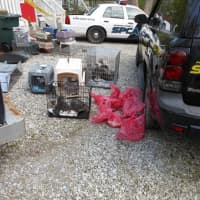 <p>A total of 61 cats were removed from a home in Kent.</p>
