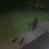 <p>A black bear and her cubs were seen touring a Pomona backyard at night.</p>