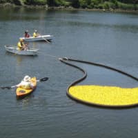 <p>The ducks are ready to race on Saturday in the Saugatuck to benefit the Westport Sunrise Rotary.</p>