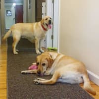 <p>Belle and Cisco at play in the hallway at Canine Company in Wilton.</p>