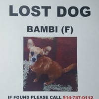 <p>Bambi has been missing from Tuckahoe since Oct. 10</p>