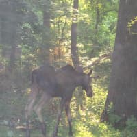 <p>The moose was spotted in Ossining July 1.</p>