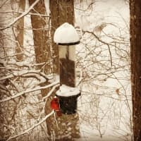 <p>The snow did not stop birds from enjoying some food.</p>