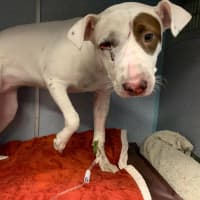 <p>RBAR officials are asking for donations to help fund Olive’s treatment and will match up to $5,000 until the organization’s #GivingTuesdayNow event.</p>