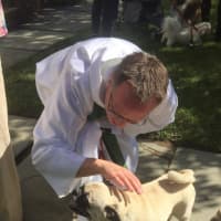 <p>A Blessing of the Animals took place at St. Stephen&#x27;s Church Oct. 4. </p>
