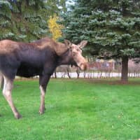 <p>This moose made the rounds in Northern Westchester in late June and July, 2016.</p>