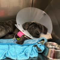 <p>New York Attorney General Letitia James today filed a lawsuit against pet store Shake A Paw for unlawfully selling numerous sick or injured puppies to unaware consumers at both of its Long Island locations.</p>