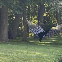 <p>&quot;Bear 211&quot; was caught taking a lounge in Connecticut.</p>