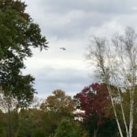 <p>A Westchester County helicopter circles the area near the  Waccabuc Country Club where a search is underway.</p>