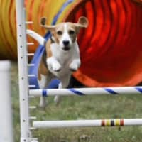 <p>Jodi&#x27;s Beagle Maggie Moo will be competing at the Westminster Dog Show Saturday.</p>