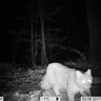 <p>A bobcat was spotted in the woods of Putnam County in February.</p>